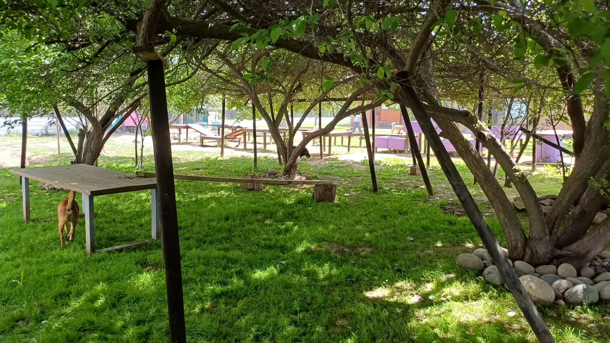 A grove with a wooden table and shade for the dogs