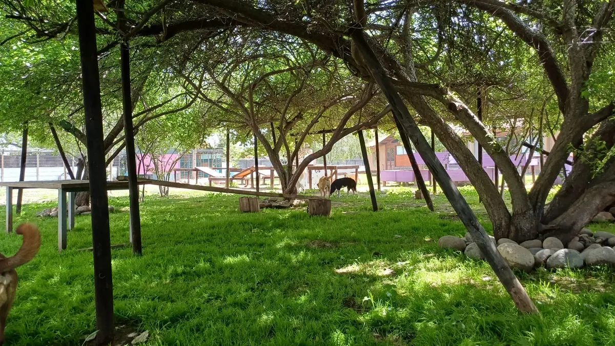 A shady grove with wooden tables for resting on hot days
