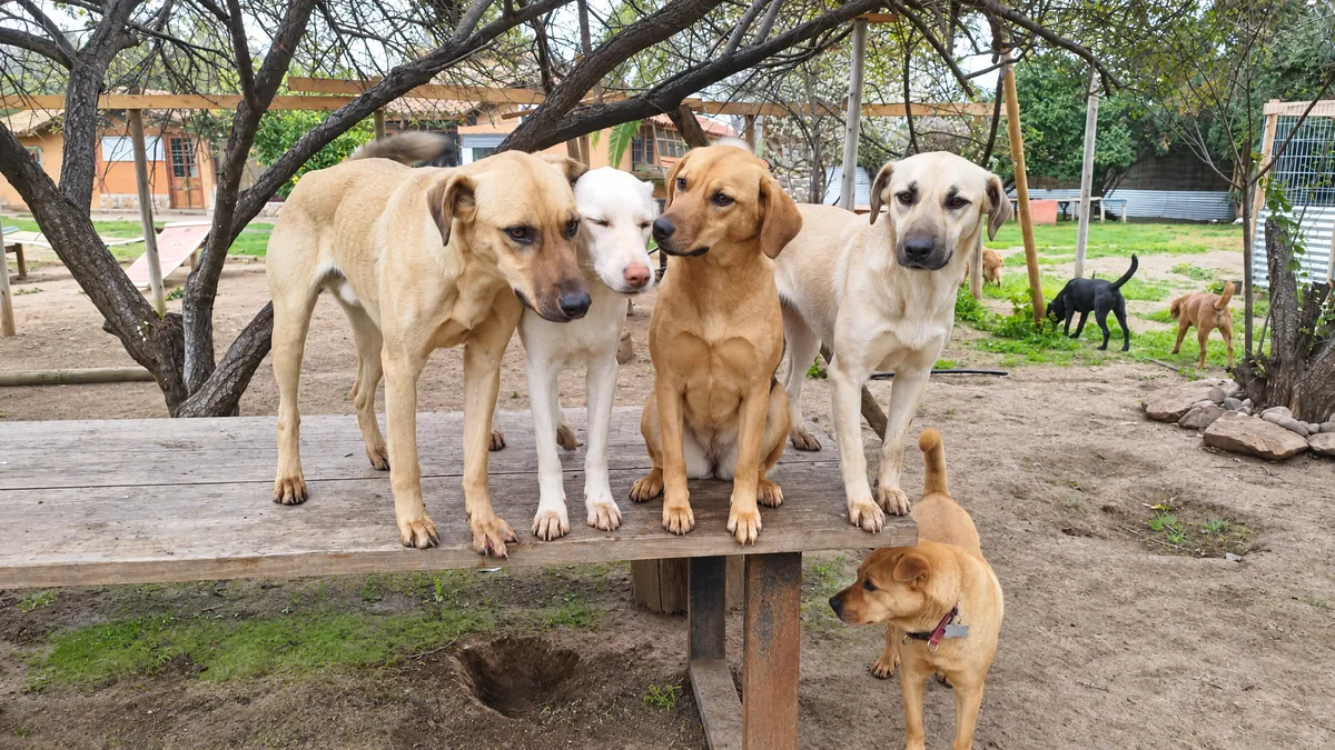 Four dogs standing on a wooden bench in the yard