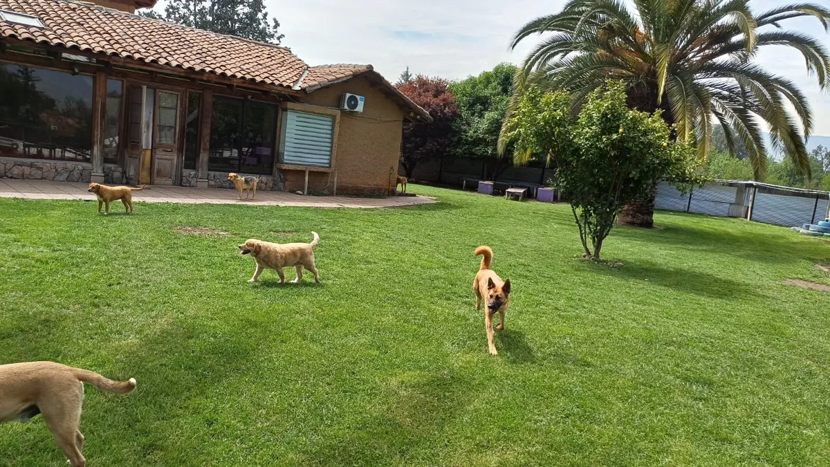 Dogs roaming the lawn in front of the hotel house