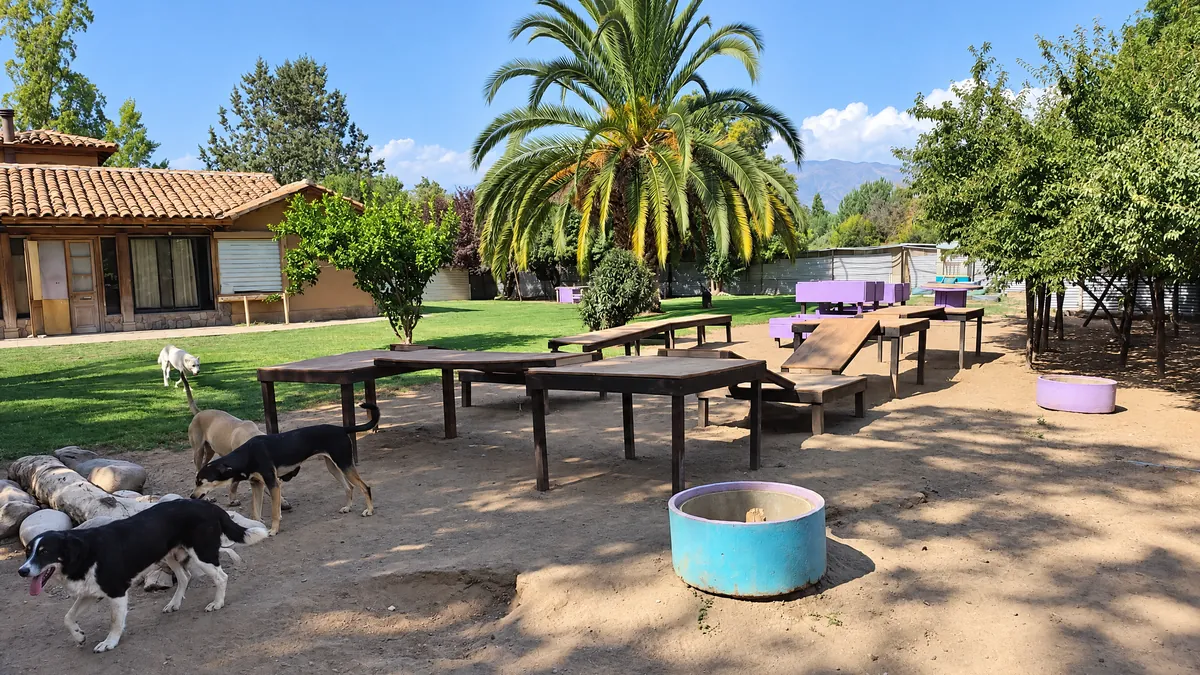 The house, the palm tree and the yard's play tables with dogs