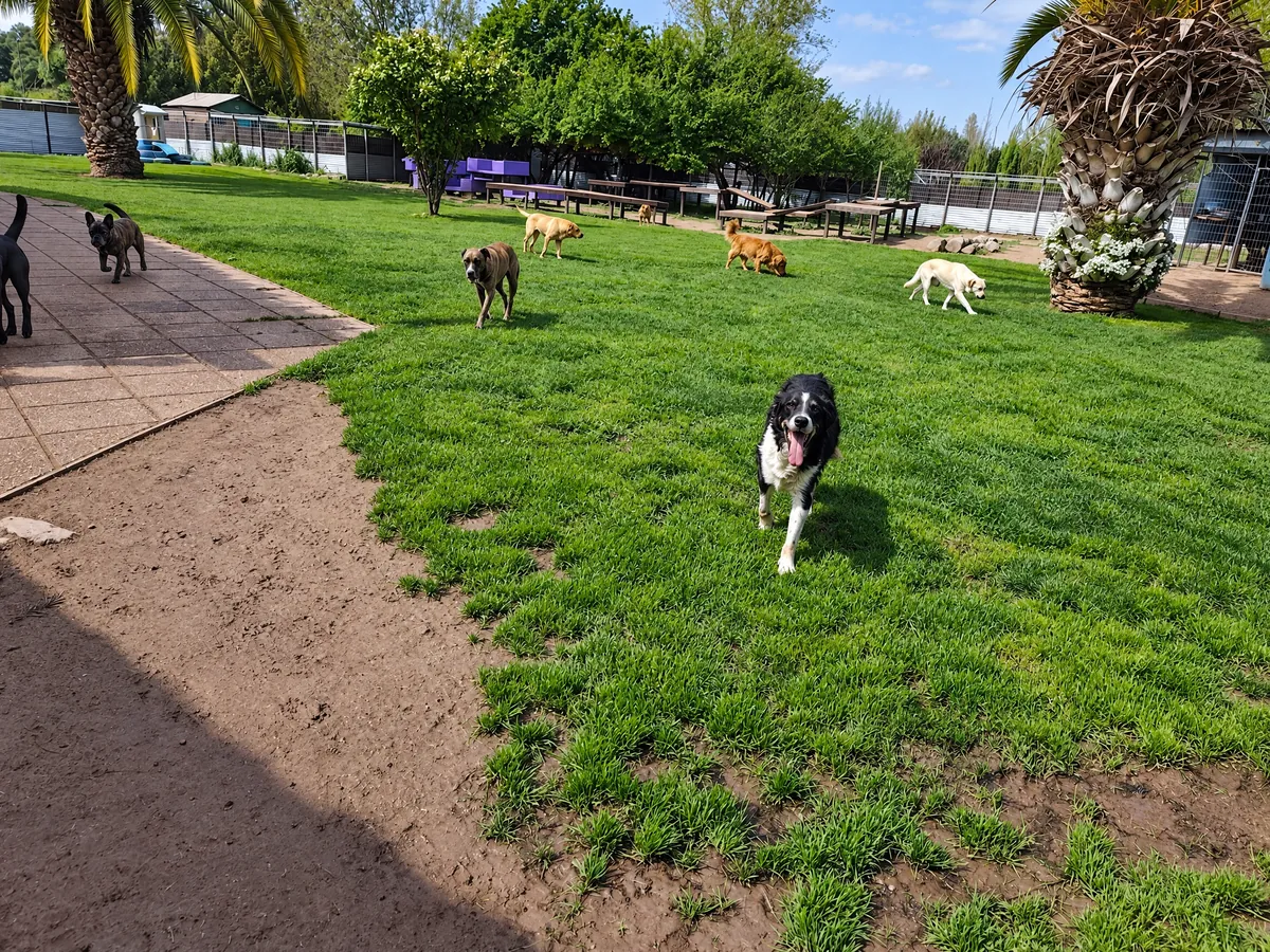 A black-and-white dog runs happily toward the camera across the hotel lawn, with other dogs playing behind