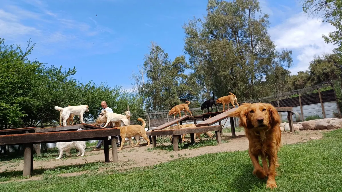 A red dog walking toward the camera in front of wooden platforms full of dogs