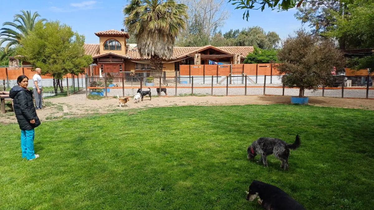 A team member with dogs on the grass