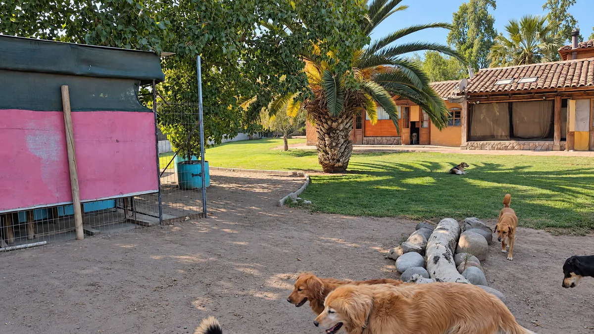 Two golden retrievers in the yard, with the hotel house and palm trees behind them