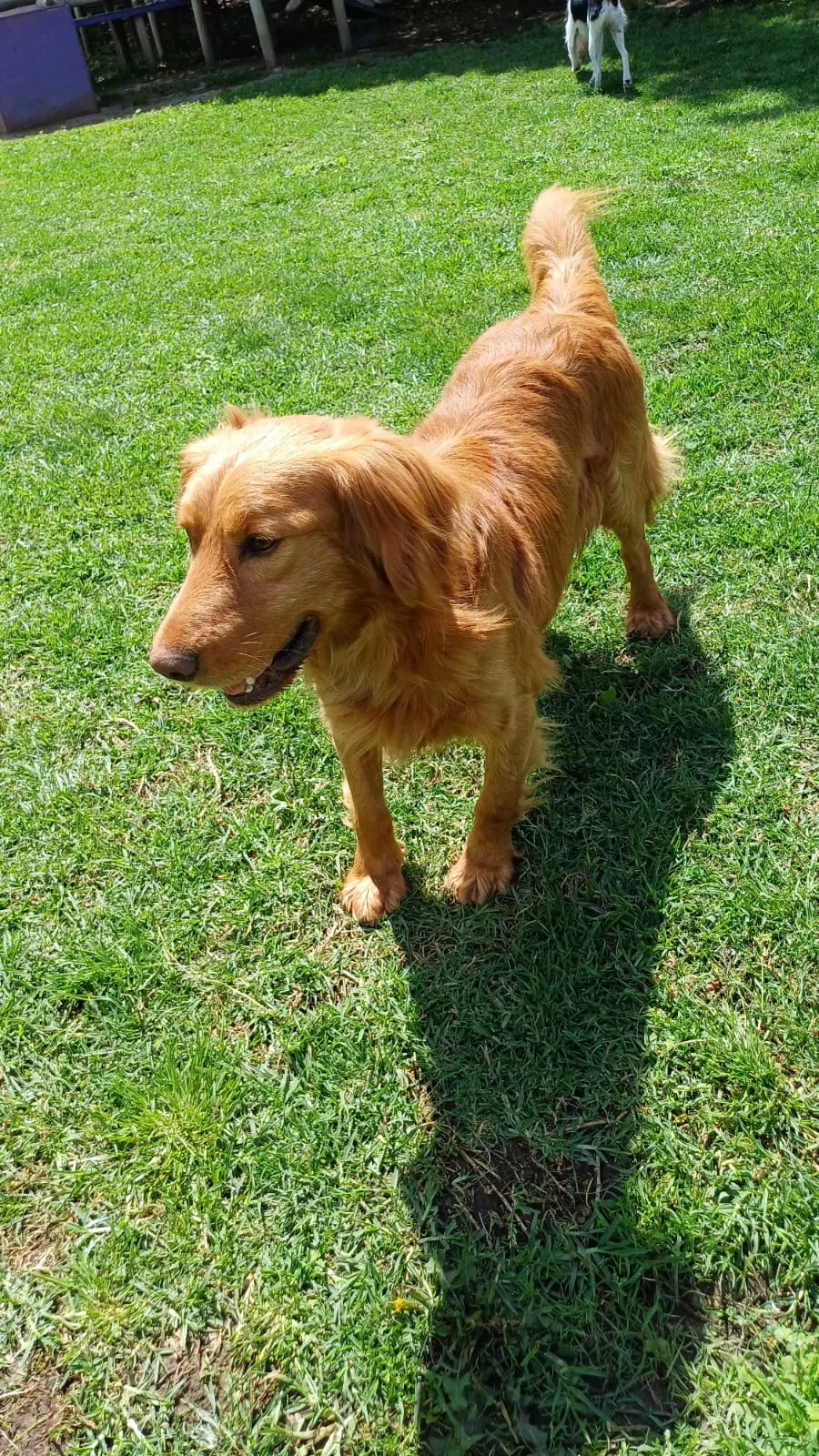 A golden retriever smiling in the sun on the grass