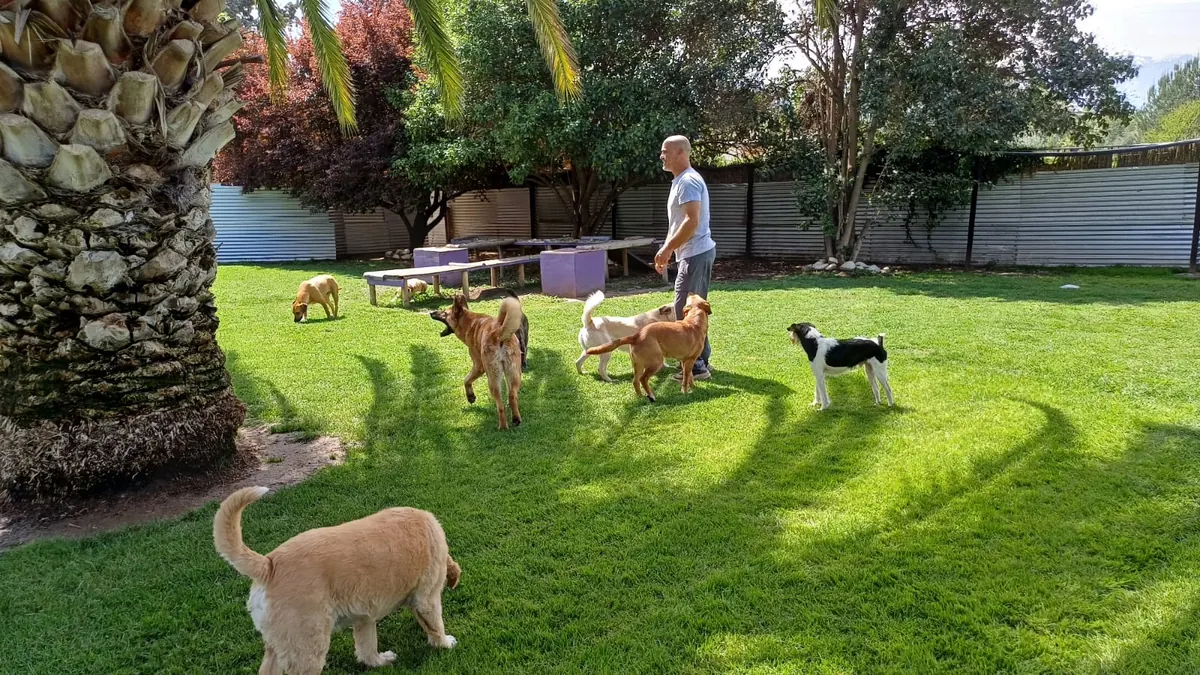 Joshua with the pack next to the palm tree, on natural grass