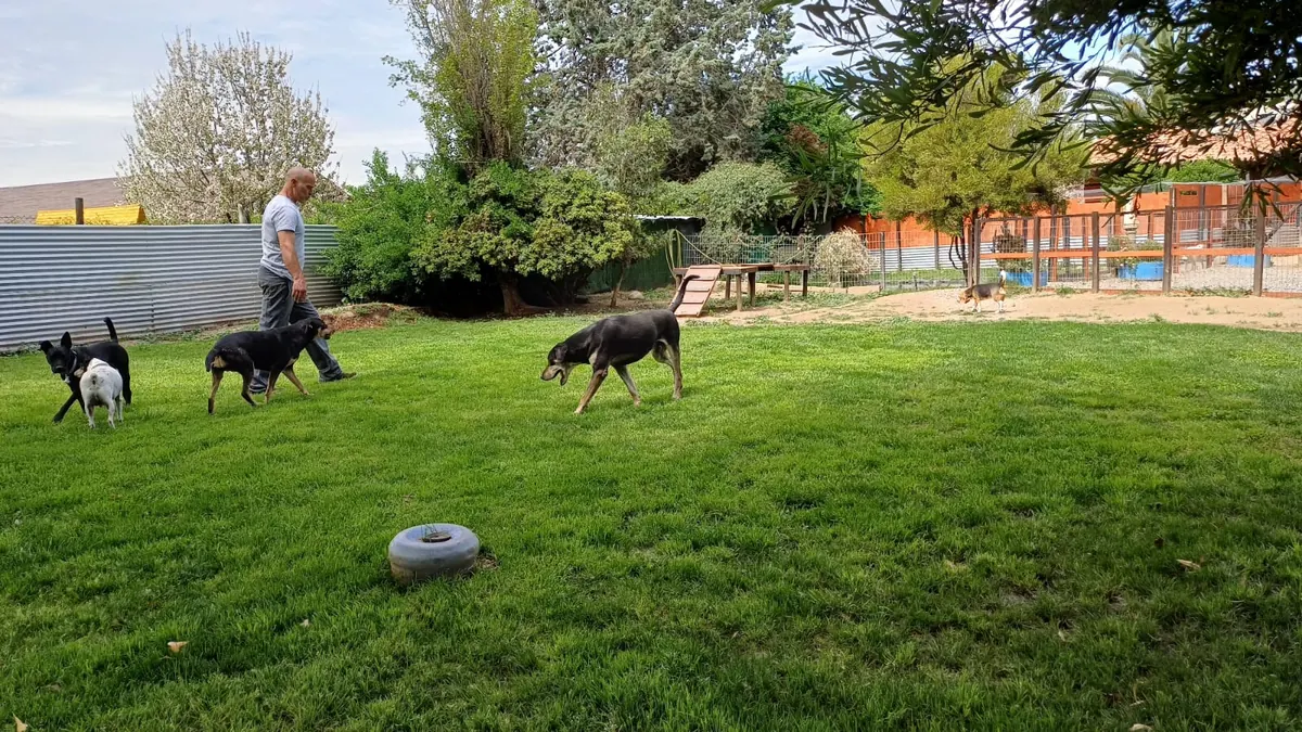 Joshua walking with dogs on the grass by the trees