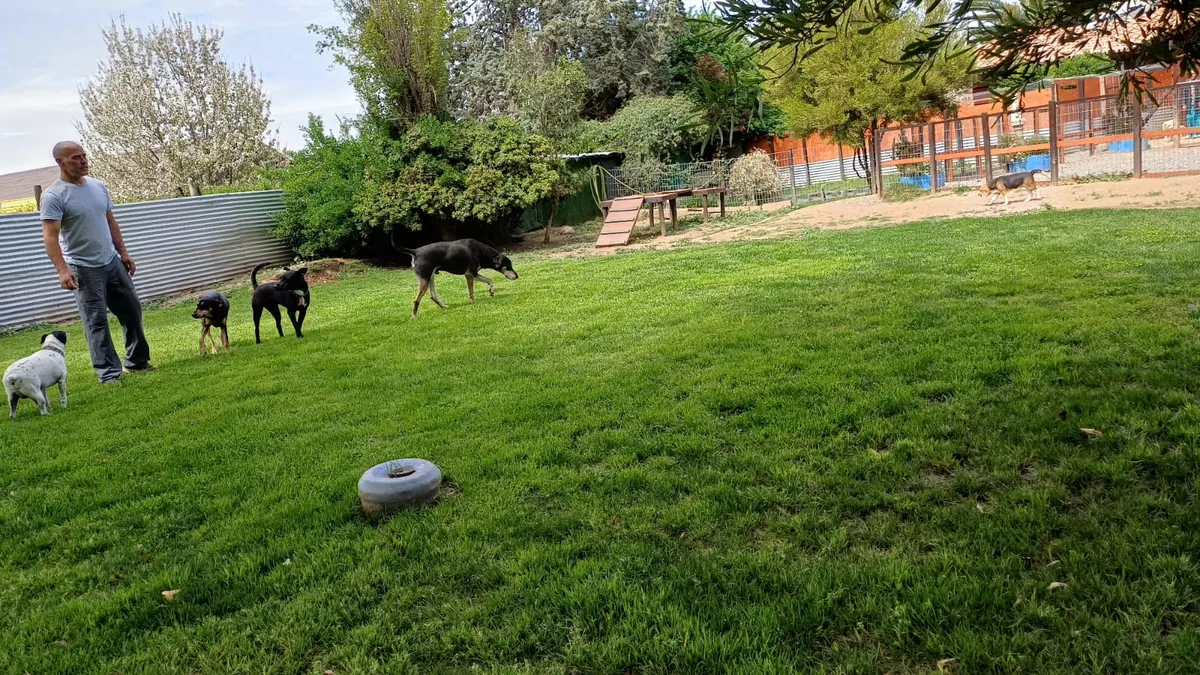 Joshua with small and large dogs on the grass