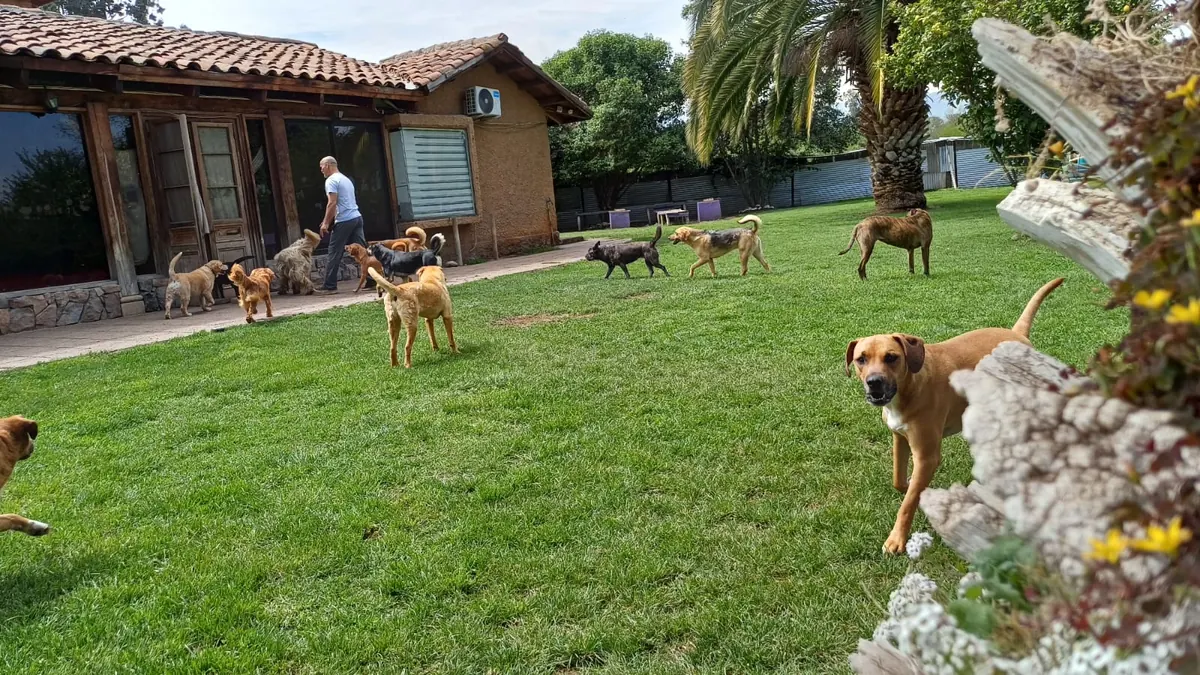 Joshua with the dogs next to the house's terrace