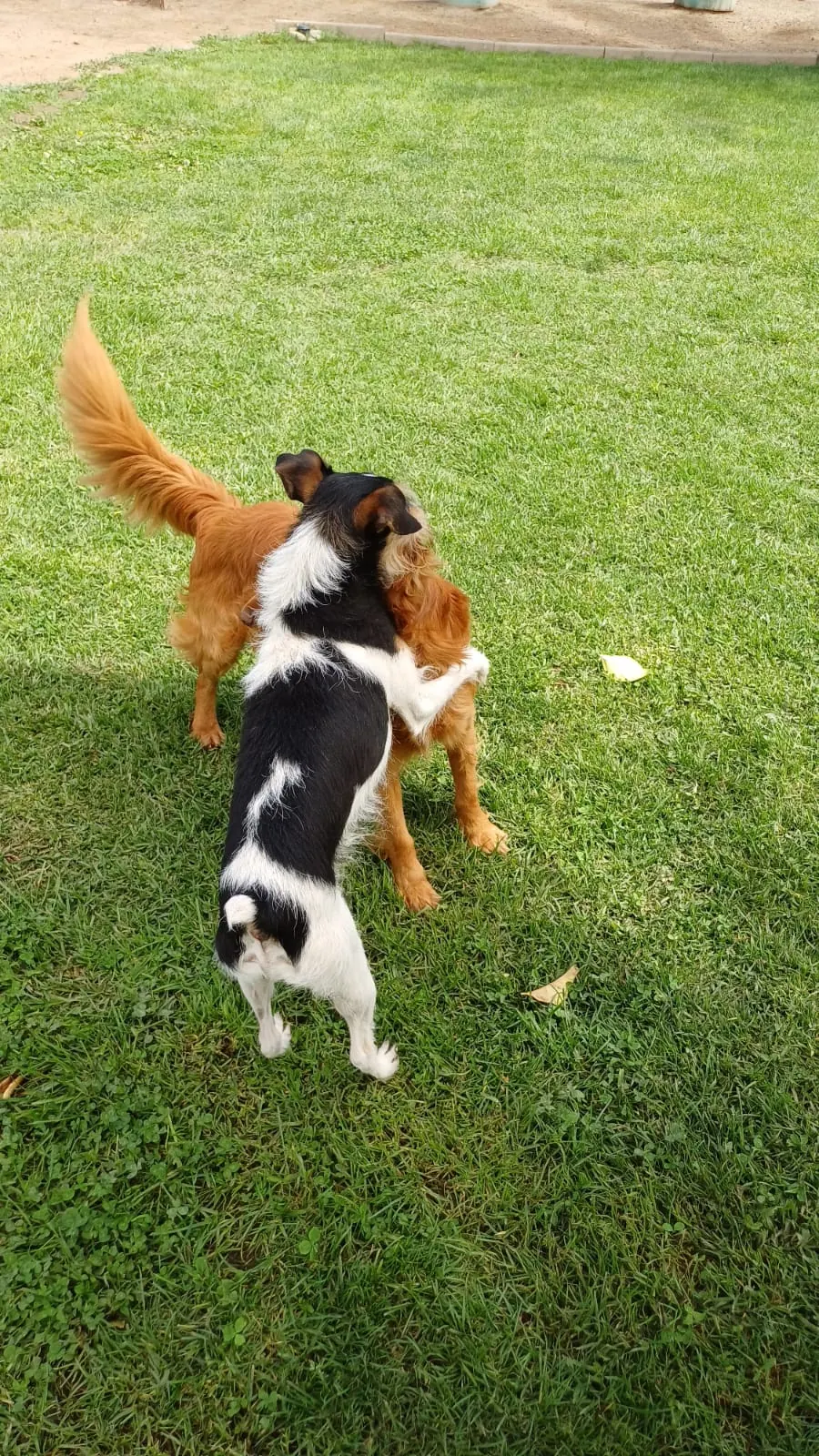 A black-and-white dog and a red dog playing on their hind legs on the grass