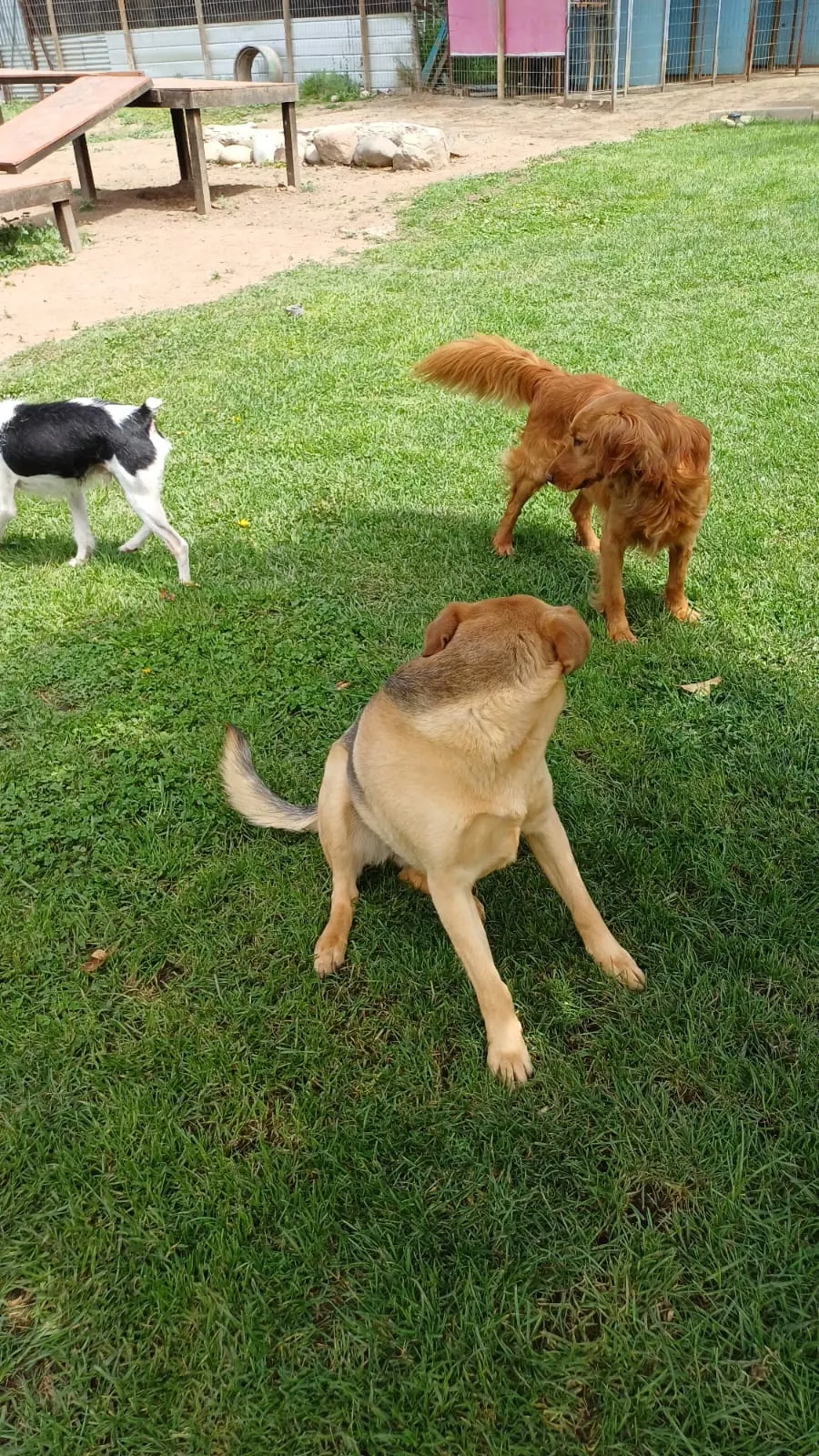 Three dogs playing on the grass