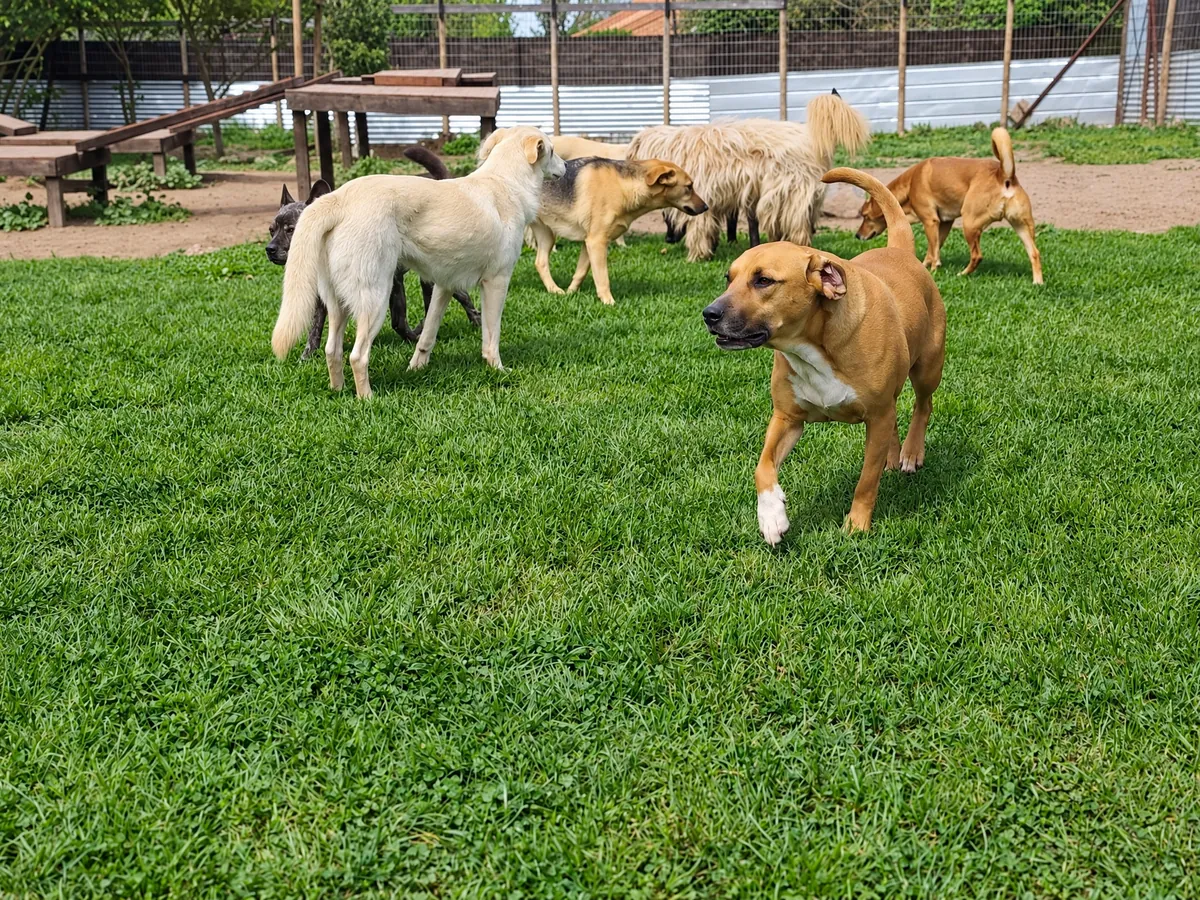 A group of dogs of different sizes meeting and playing on the lawn