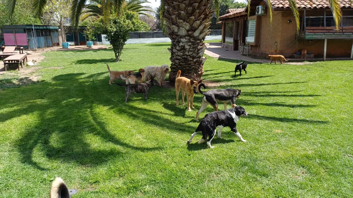 A pack of dogs walking in the palm tree's shade, in front of the hotel house