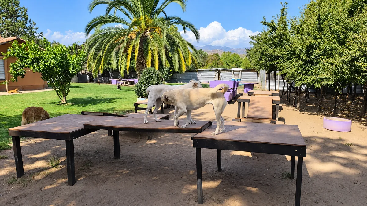 Two dogs on the wooden play tables, with a palm tree and the Andes behind them