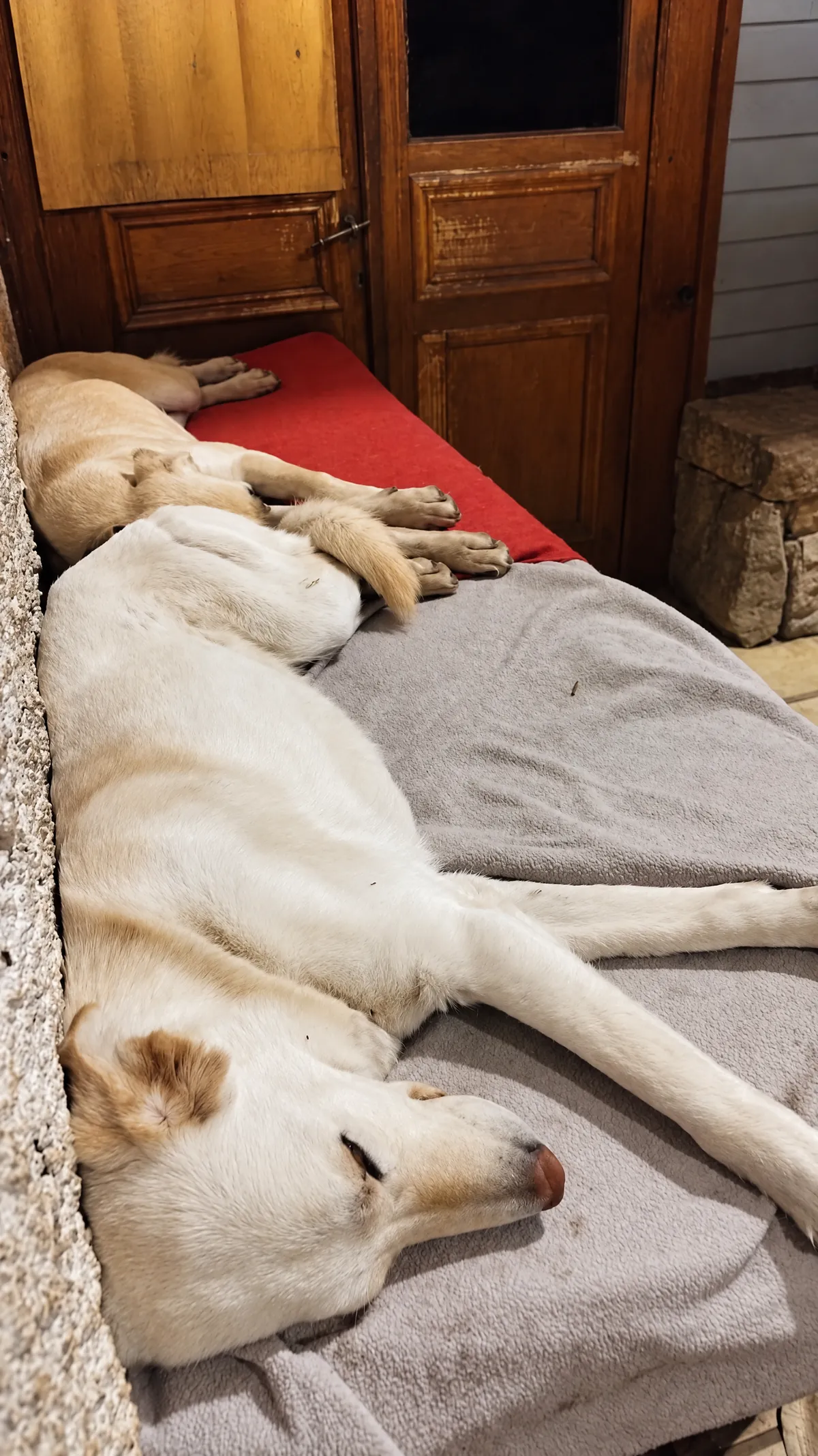 A dog asleep indoors on a bed with blankets