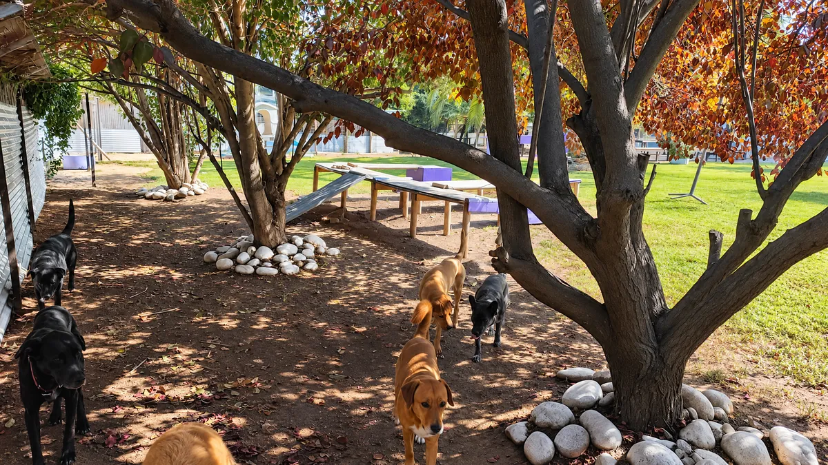 Dogs exploring under the trees in autumn