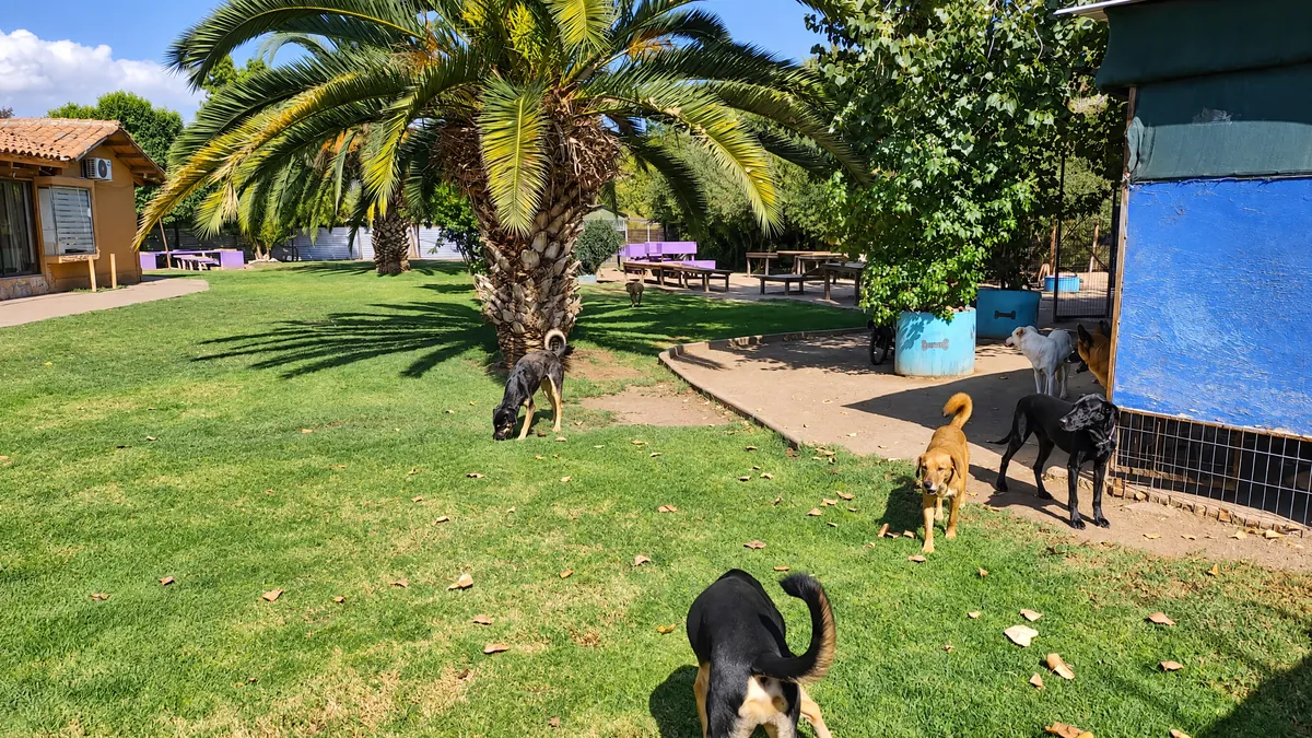 Dogs on the lawn under a large palm tree, in front of the hotel house