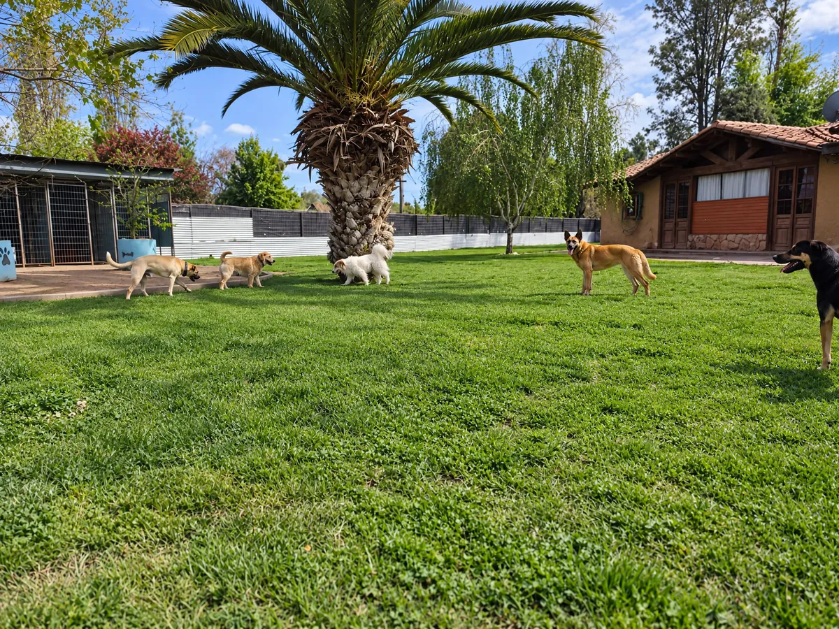 Dogs strolling on the lawn around the big palm tree, with the hotel house on the right