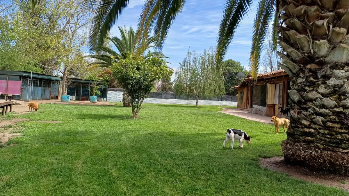 Dogs strolling on the grass under the palm trees