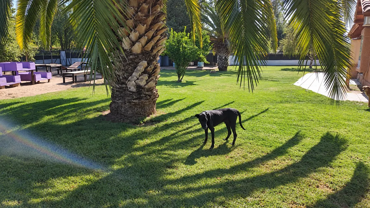 Perro caminando sobre el pasto natural bajo la sombra de una palmera