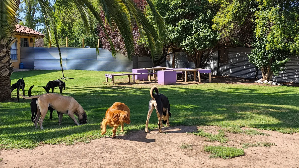 Dogs sniffing the lawn in front of the house, with palm trees behind