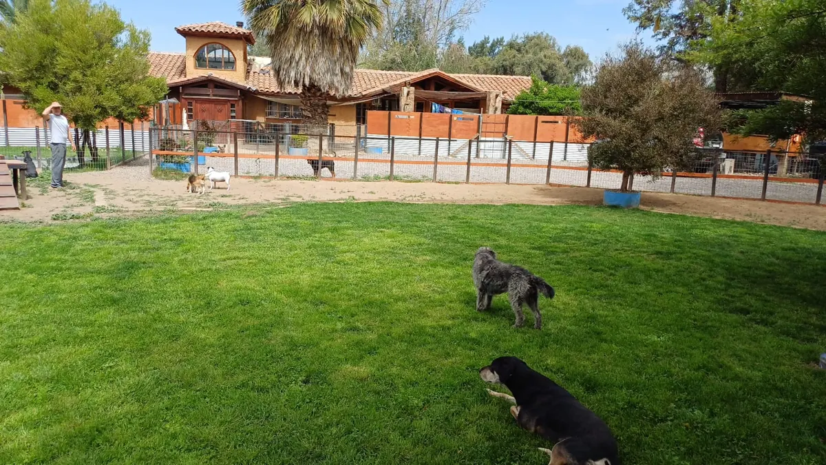 Dogs on the grass with the main house and the fenced area behind them