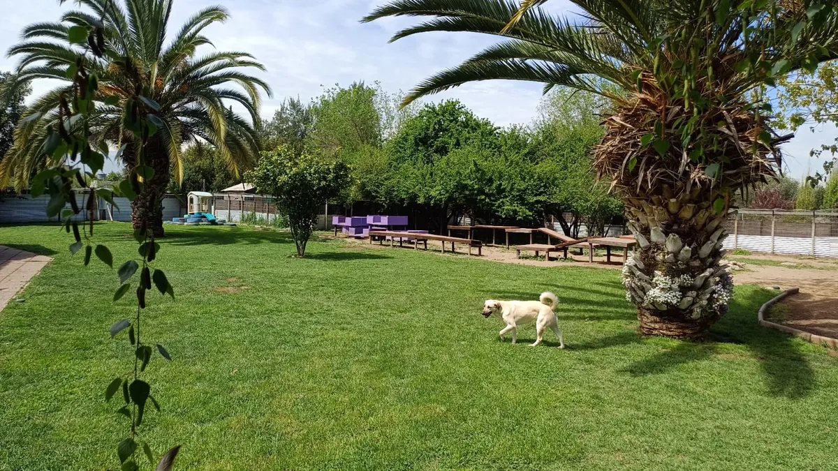 Grass yard with palm trees and the purple play tables in the background