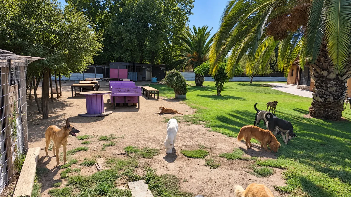 Dogs roaming the yard between the grass and the dirt area, shaded by palm trees