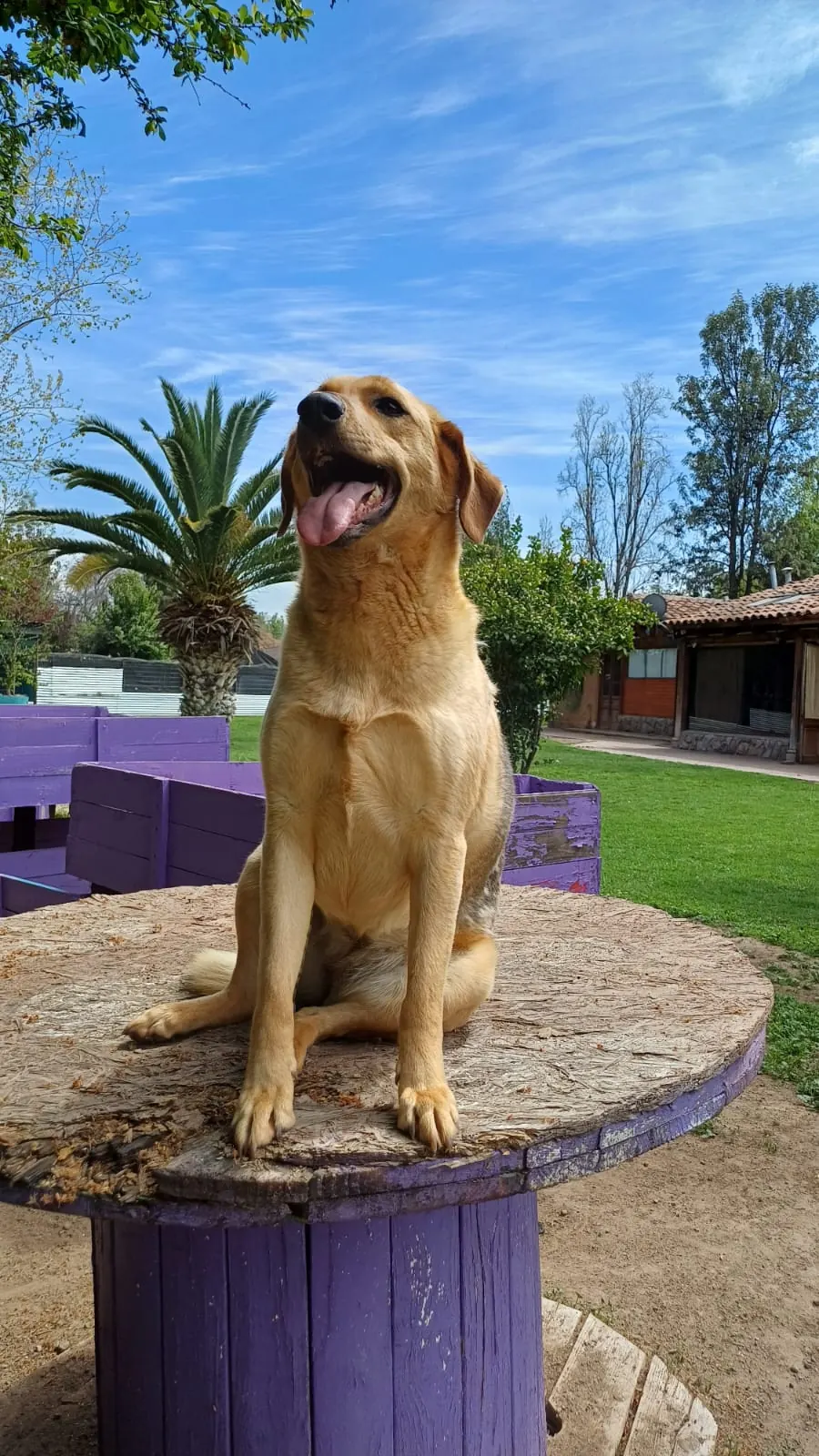 A dog sitting on a purple wooden spool with its tongue out