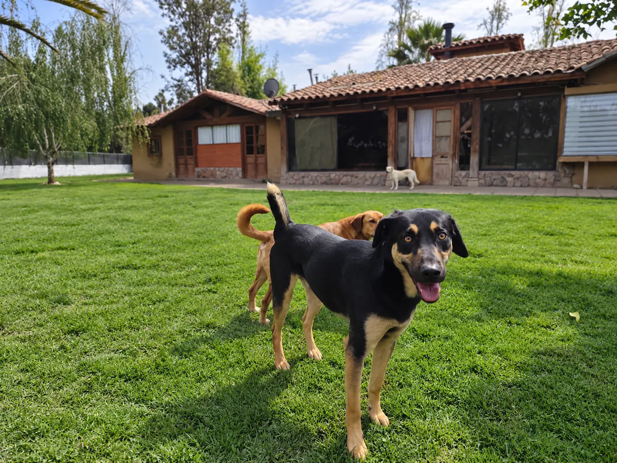 A black-and-tan dog smiles at the camera on the lawn, with another dog and the hotel house behind