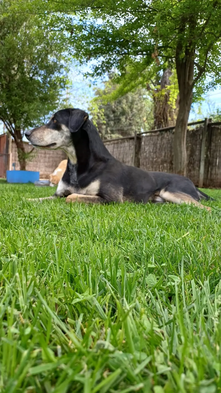 A black-and-tan dog resting on the grass