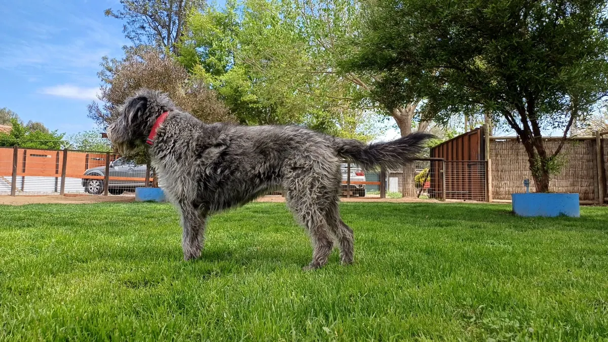 A shaggy grey dog with a red collar on the grass