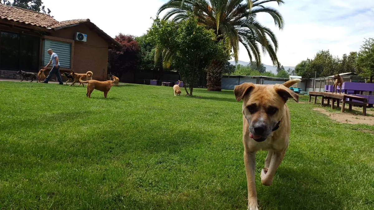 A dog coming up to the camera while Joshua walks with the pack