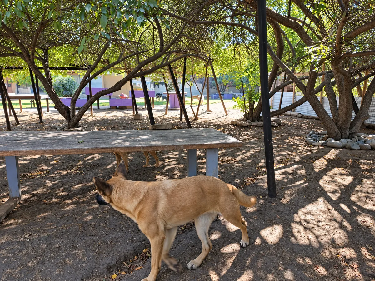 A dog walking in the shade of the trees next to a wooden bench