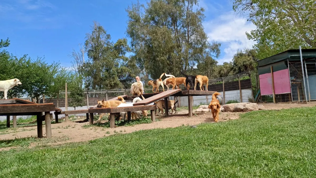 Dogs up on the wooden platforms under a spring sky