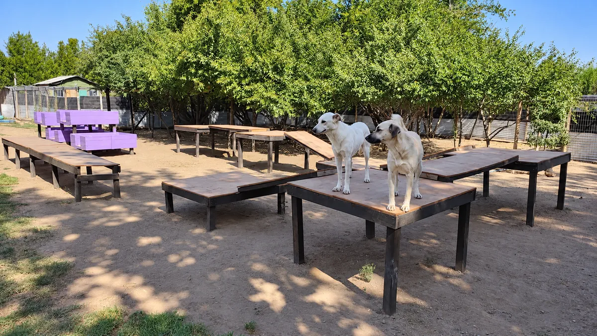 Dogs standing on the wooden platforms in the shaded yard