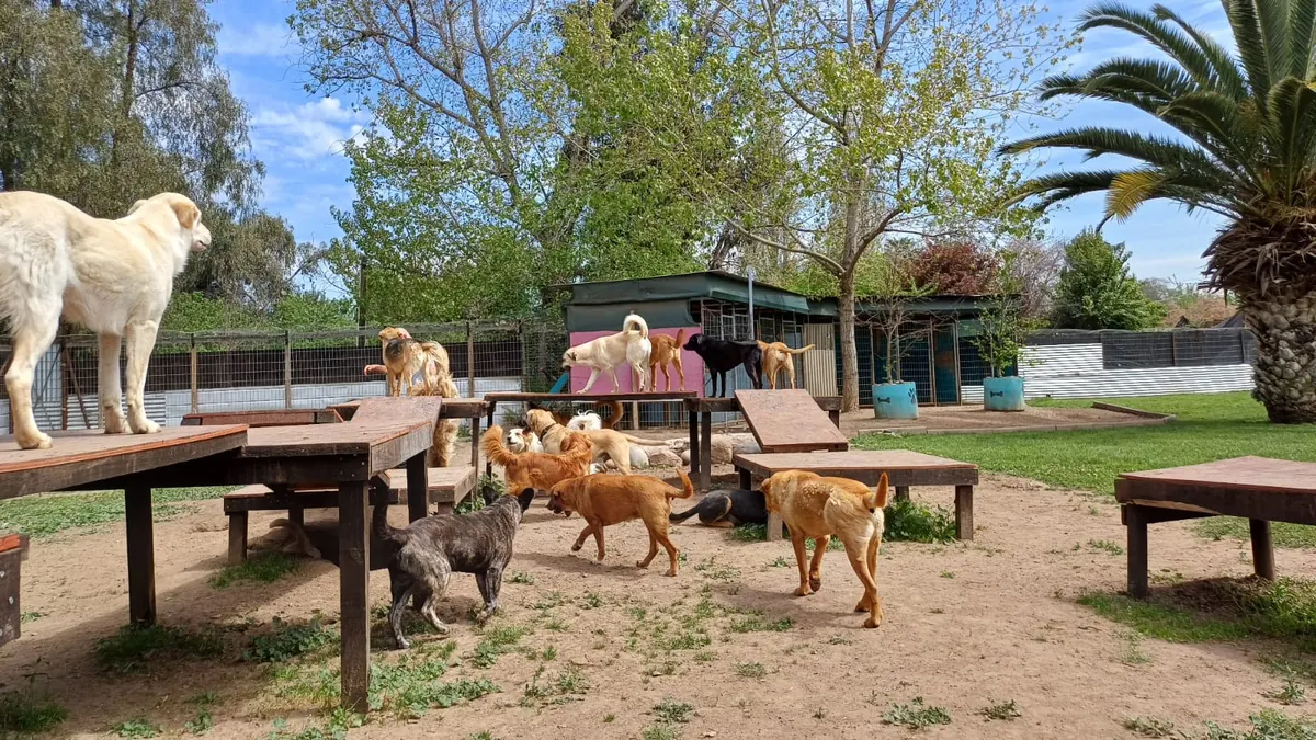 Dogs up on the wooden platforms and tables of the play area