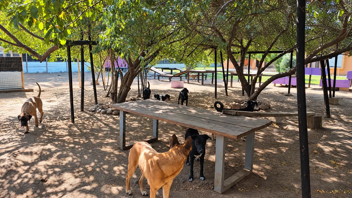 Dogs resting in the shade of the trees in the hotel yard
