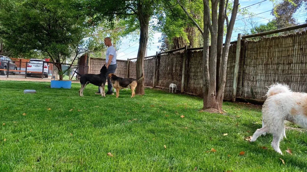 Dogs playing in the shade of the trees by the fence