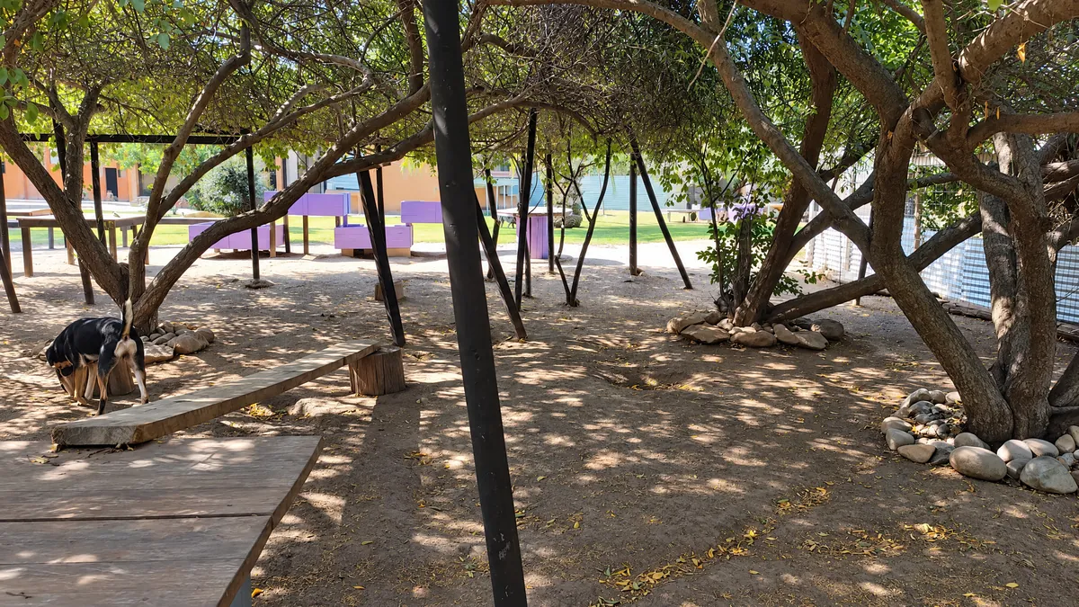 A shaded area under the trees, with wooden benches and a dog resting